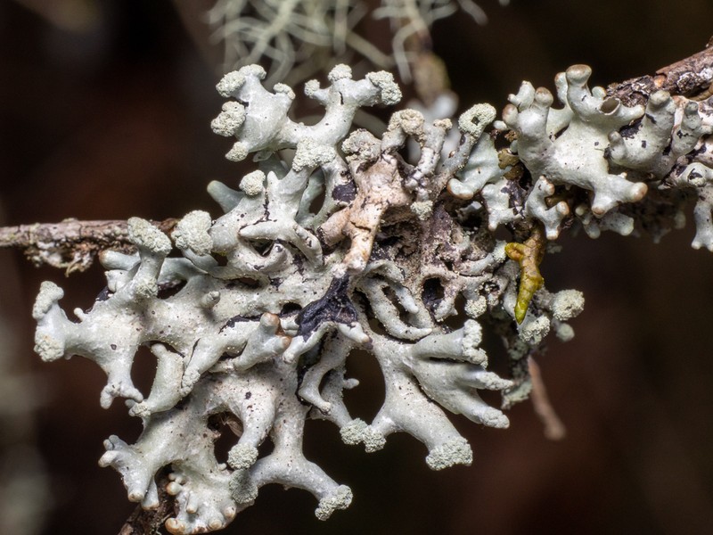 Tube Lichen photo 4