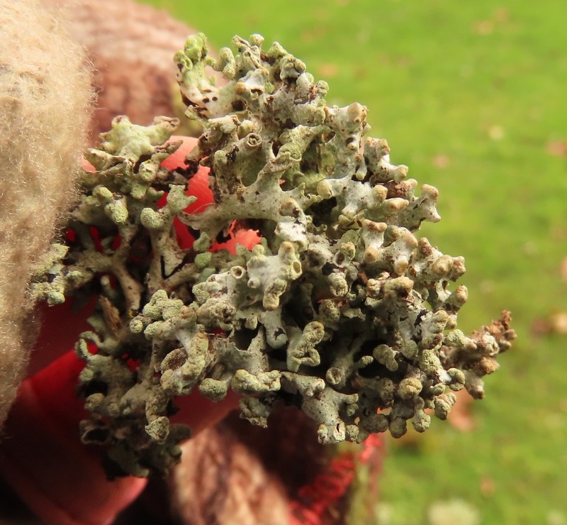 Tube Lichen photo 5