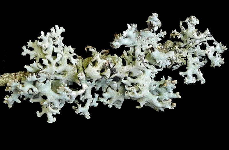 Tube Lichen photo 6