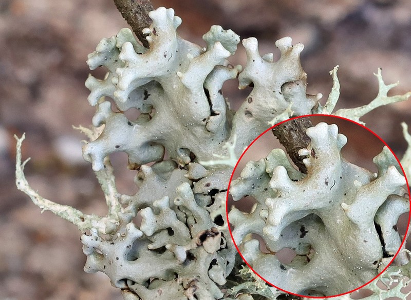 Tube Lichen photo 7