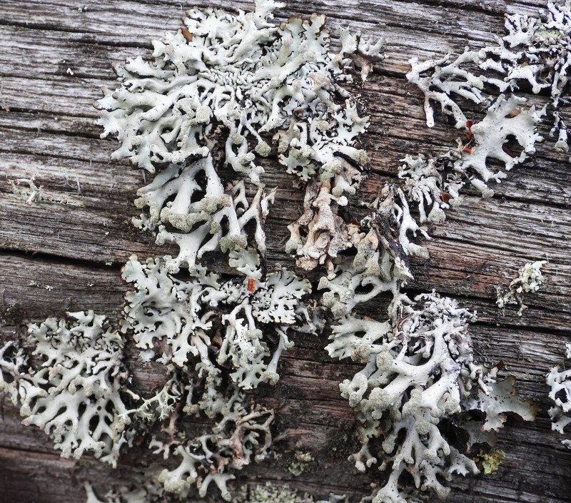 Tube Lichen photo 8