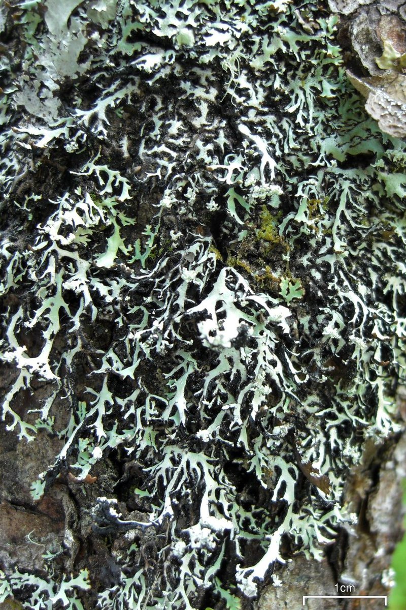 Vitt Tube Lichen