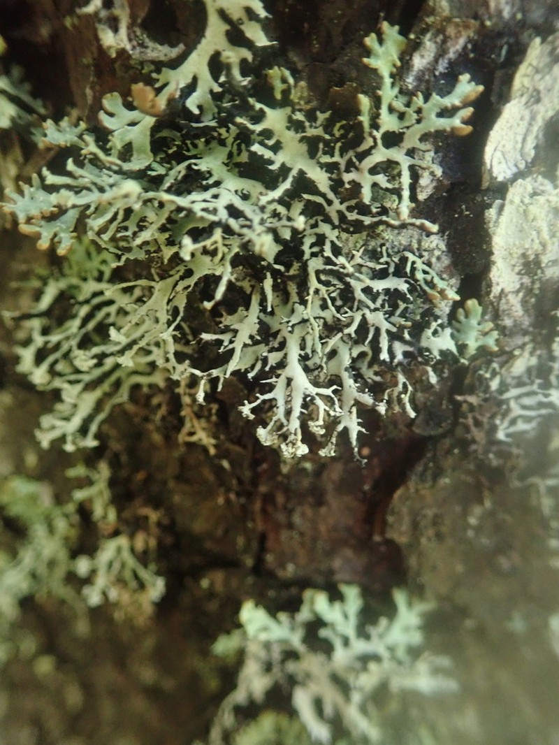 Vitt Tube Lichen