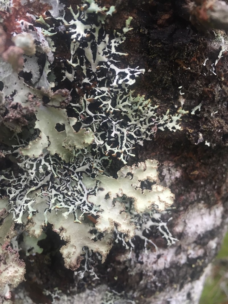 Vitt Tube Lichen photo 2