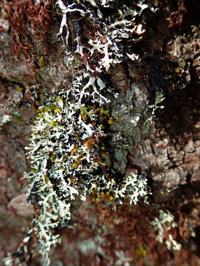 Vitt Tube Lichen photo 3