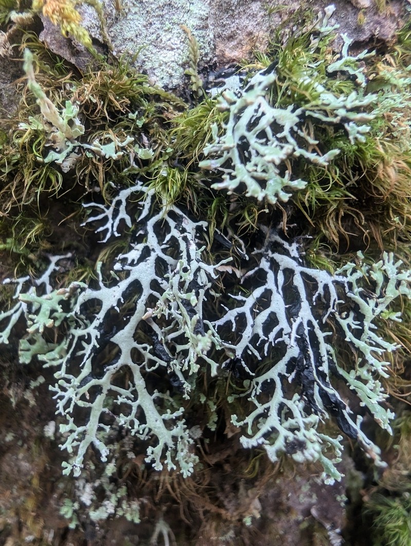 Vitt Tube Lichen photo 4