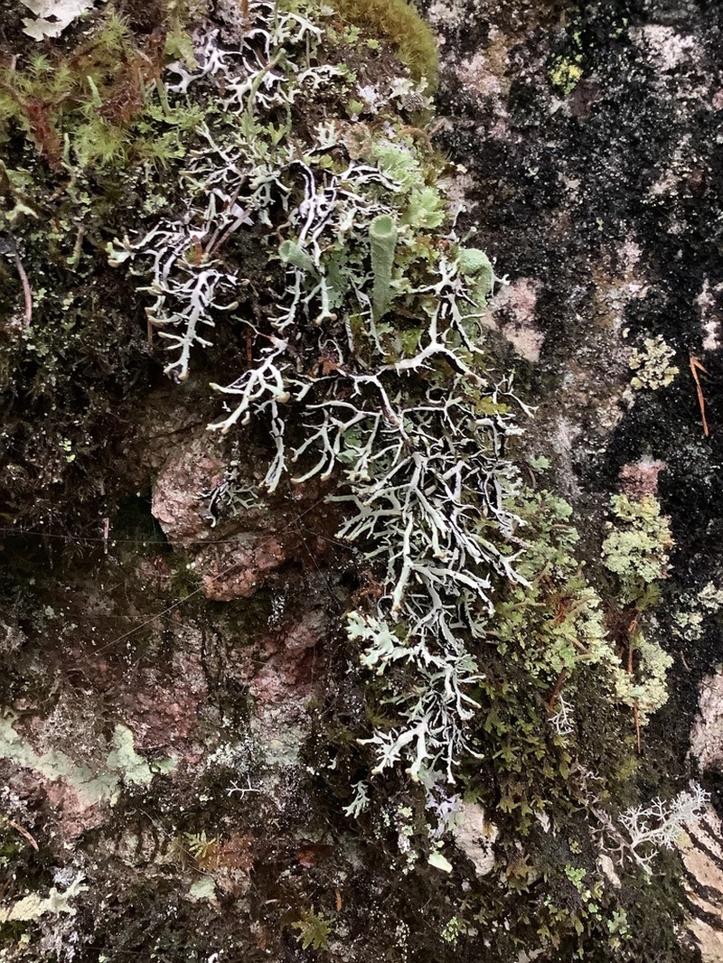 Vitt Tube Lichen photo 5