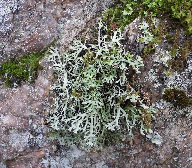 Vitt Tube Lichen photo 6