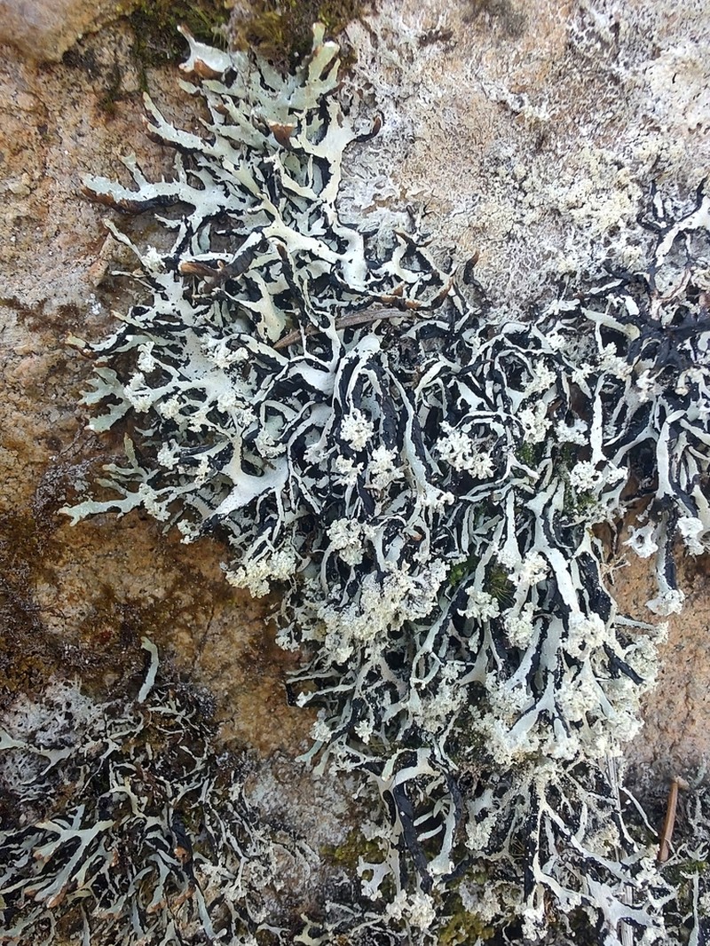 Vitt Tube Lichen photo 7