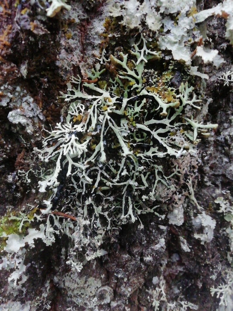 Vitt Tube Lichen photo 8