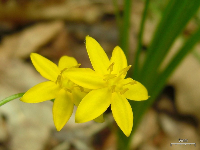 Common Goldstar photo 2