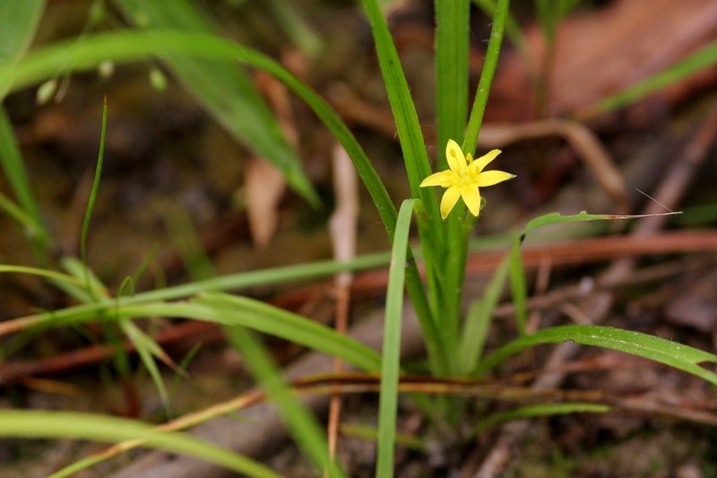 Common Goldstar photo 3