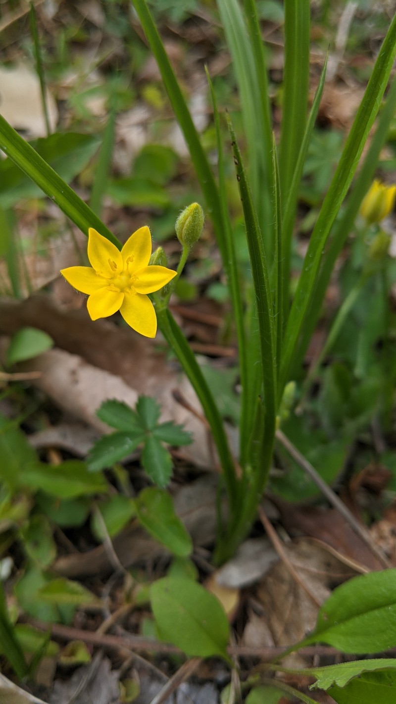 Common Goldstar photo 4