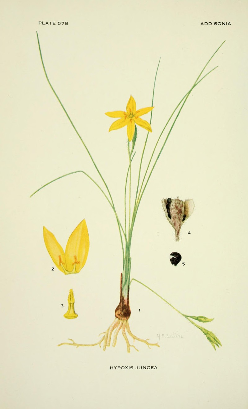 Fringed Yellow Star-Grass photo 3