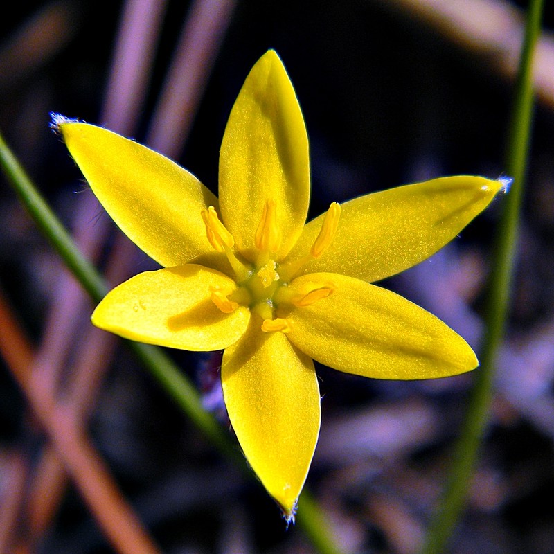Fringed Yellow Star-Grass photo 4