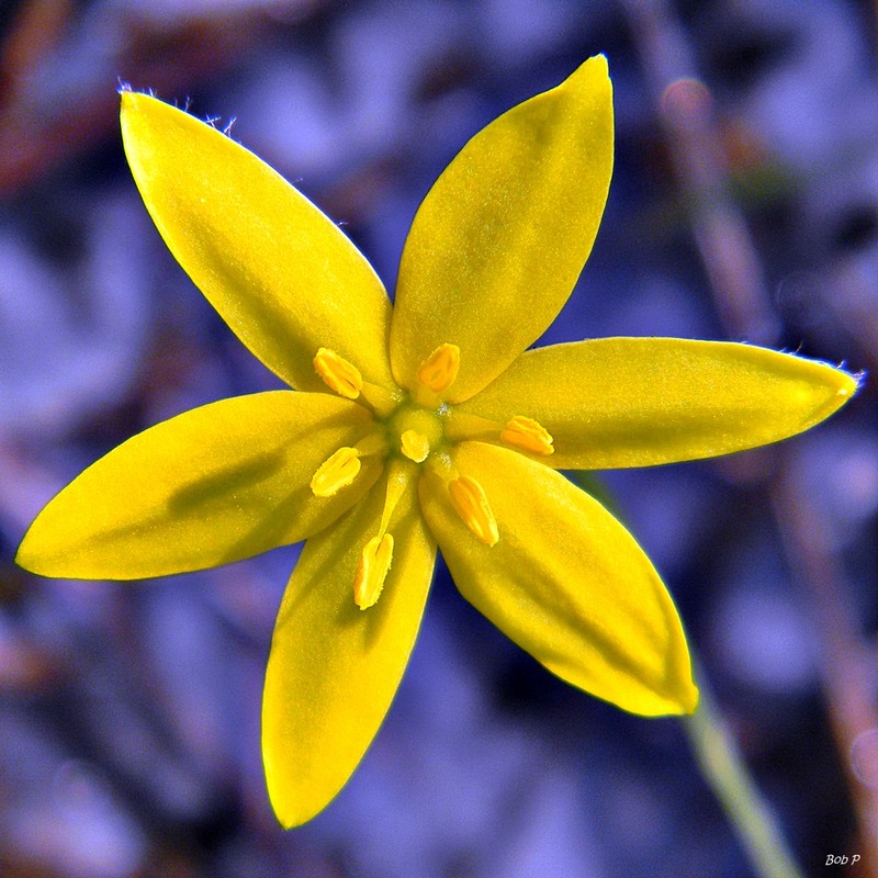 Fringed Yellow Star-Grass