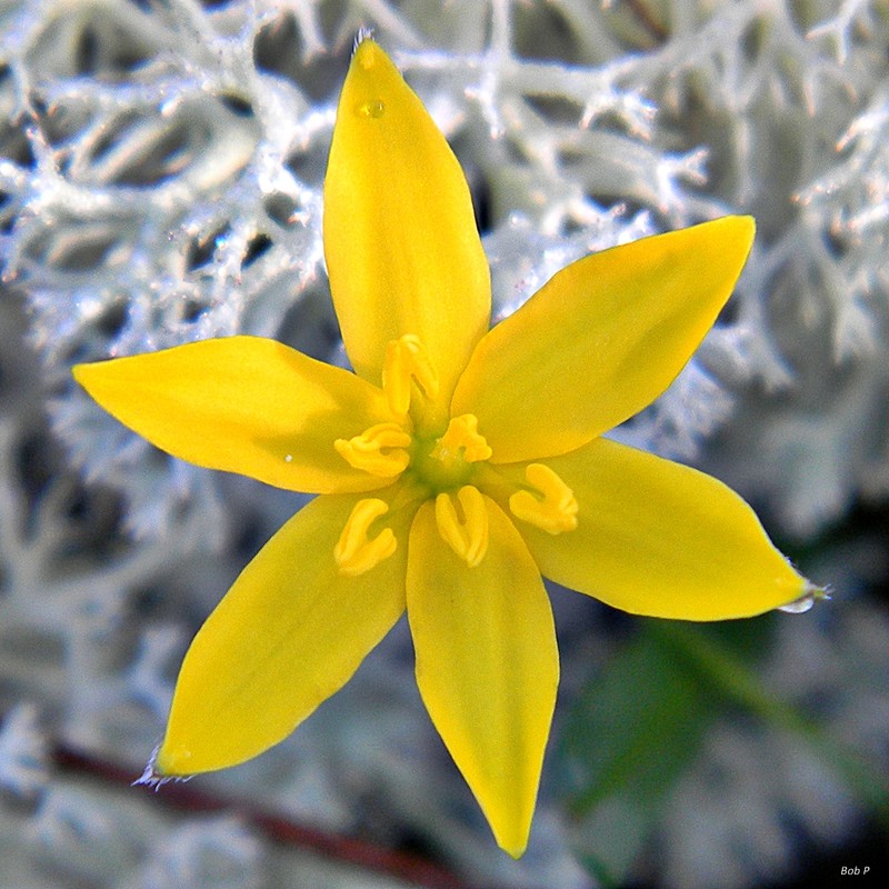 Fringed Yellow Star-Grass photo 2