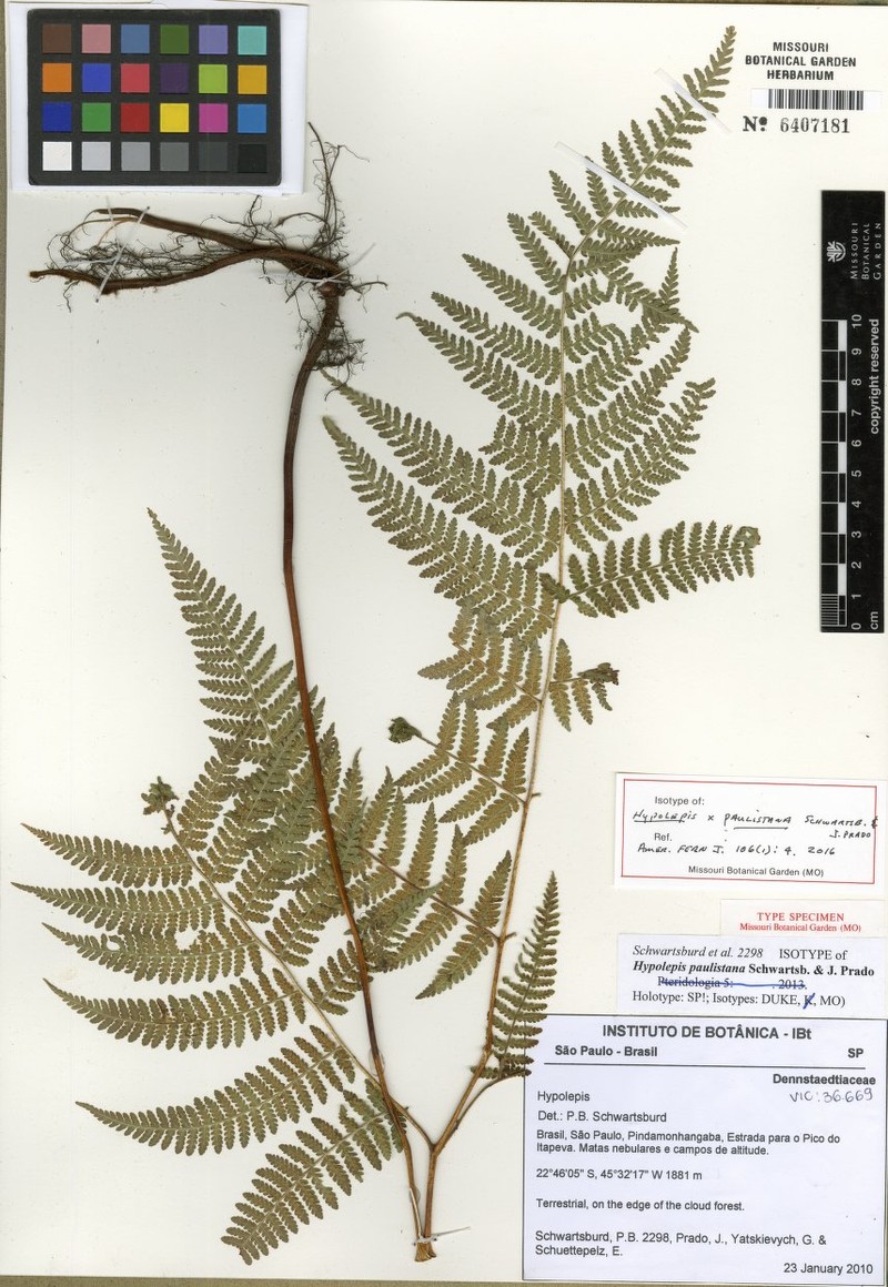 Hypolepis × paulistana