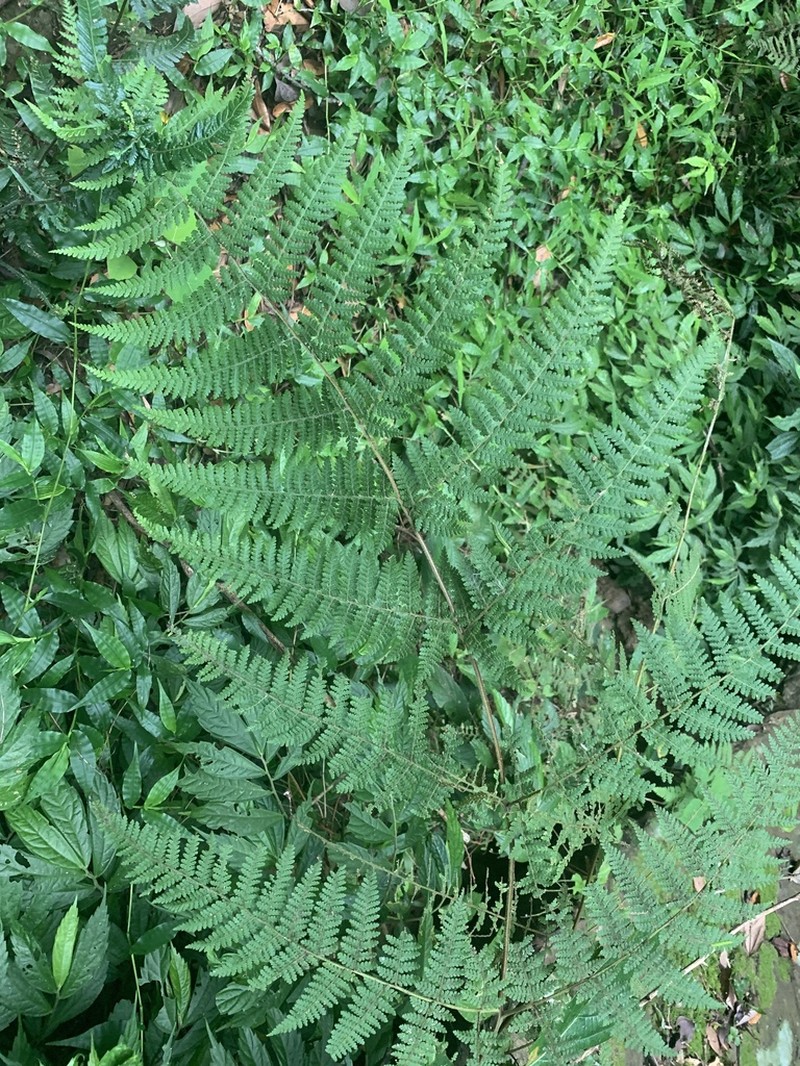 Hypolepis alpina photo 3