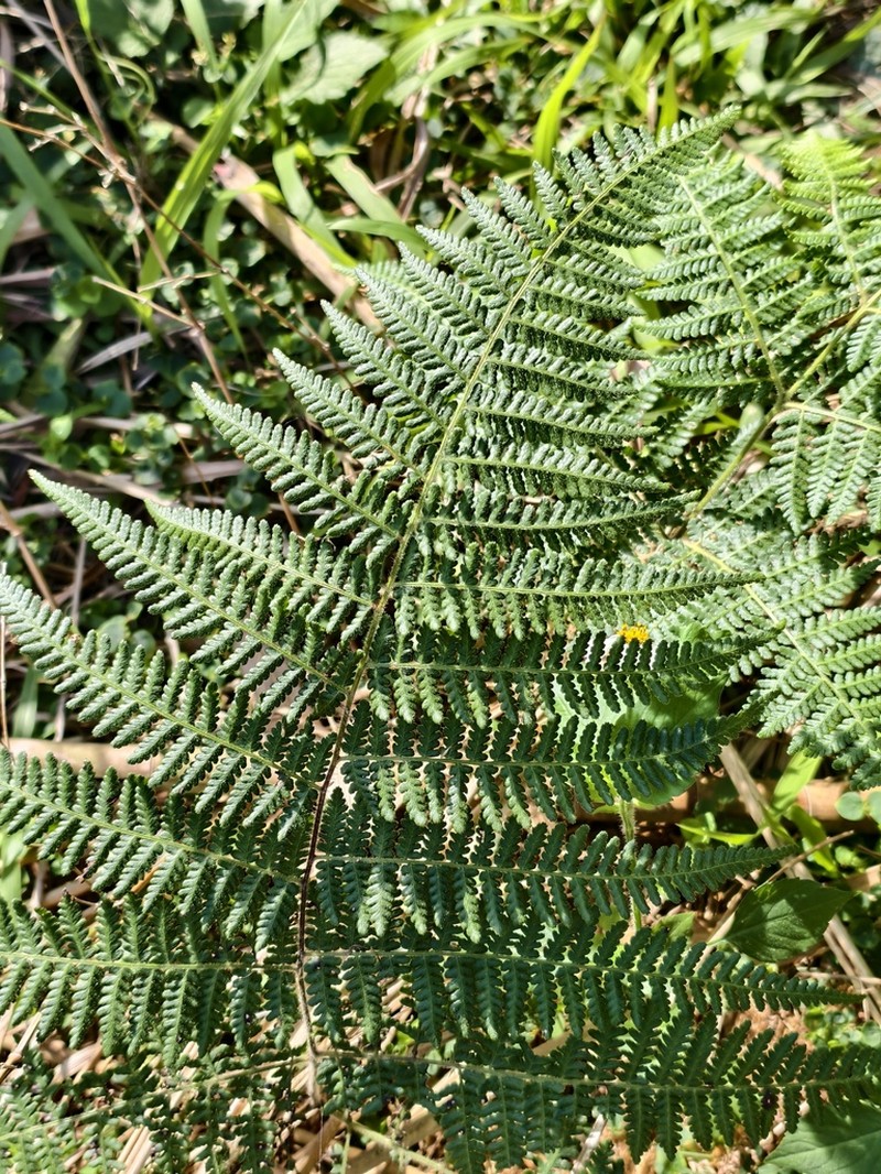 Hypolepis alpina photo 4