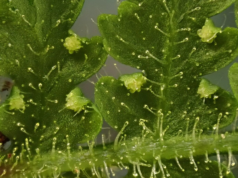Hypolepis alpina photo 6