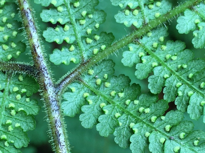 Hypolepis alpina photo 8