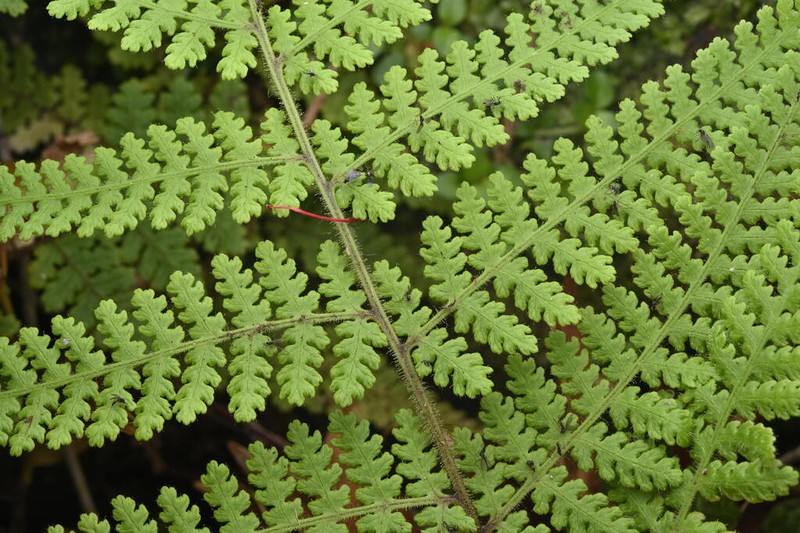 Hypolepis amaurorhachis