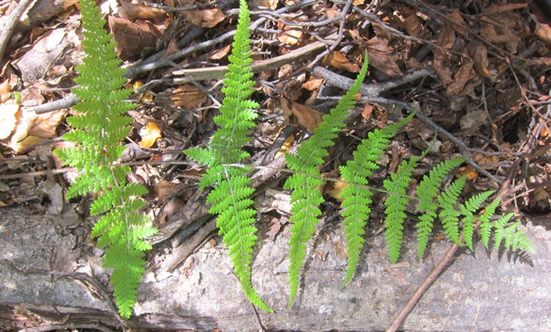Hypolepis amaurorhachis photo 3