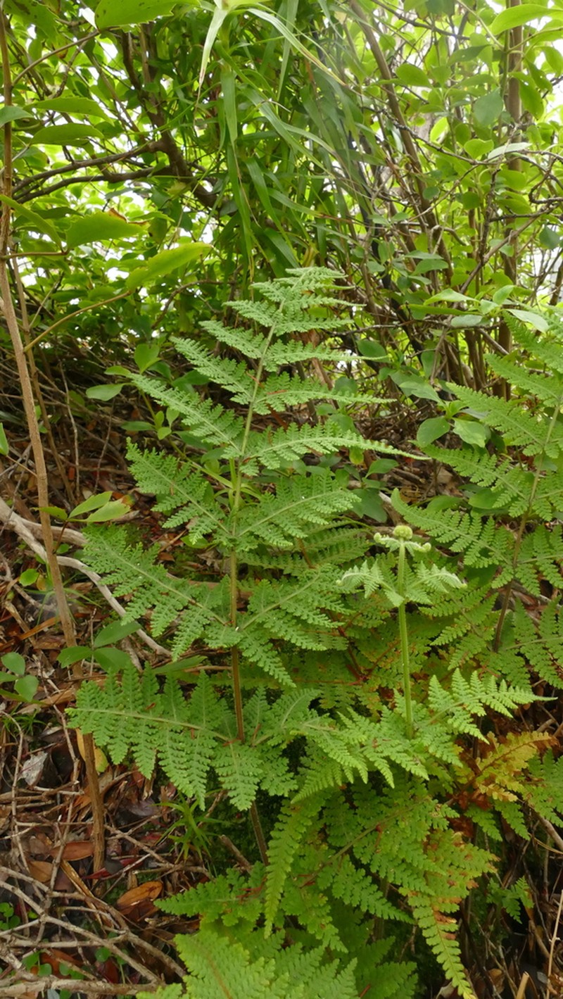 Hypolepis amaurorhachis photo 4