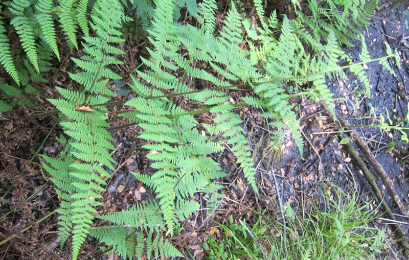 Hypolepis amaurorhachis photo 8