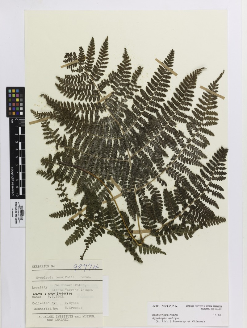 Hypolepis ambigua