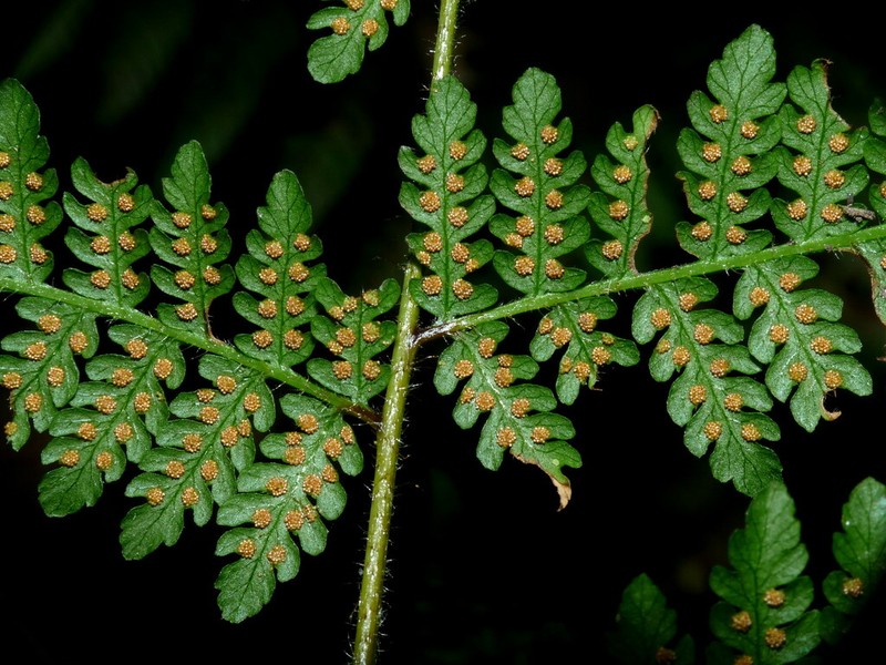 Hypolepis ambigua photo 2