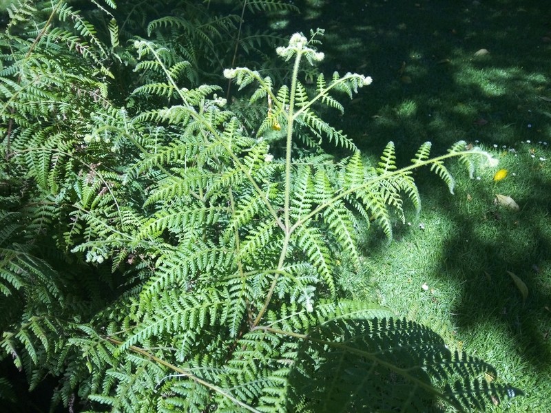 Hypolepis ambigua photo 5