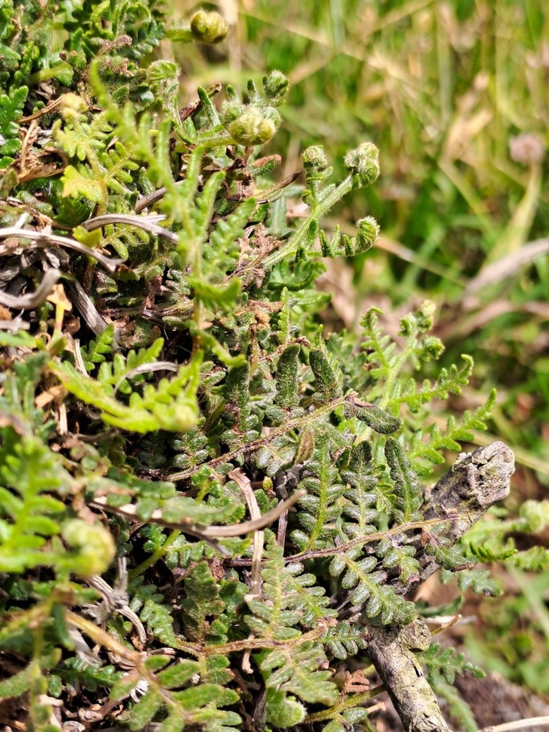 Hypolepis ambigua photo 7
