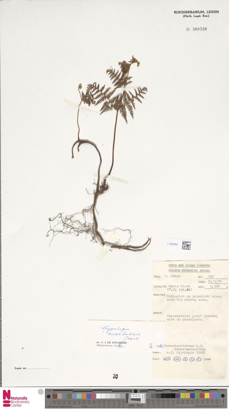 Hypolepis archboldii