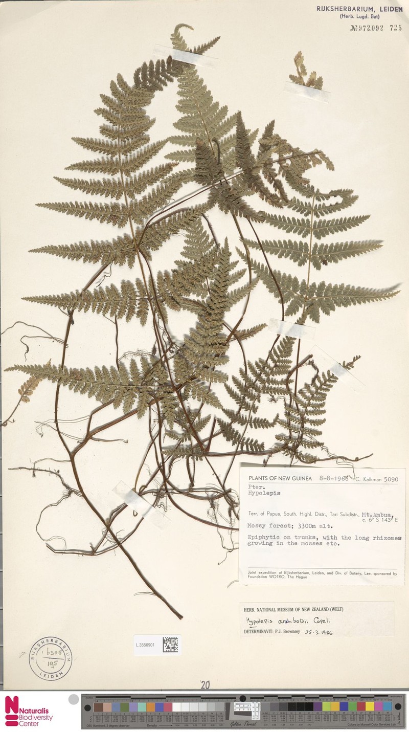 Hypolepis archboldii photo 2