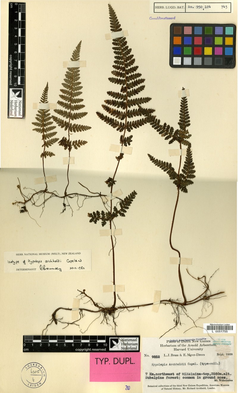 Hypolepis archboldii photo 3