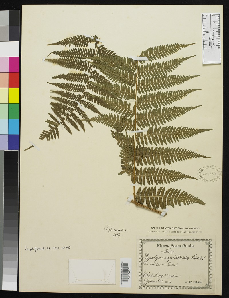 Hypolepis aspidioides