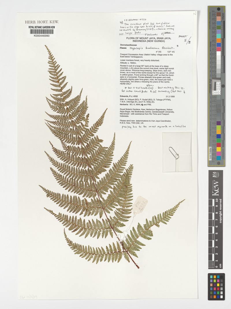 Hypolepis bamleriana photo 4