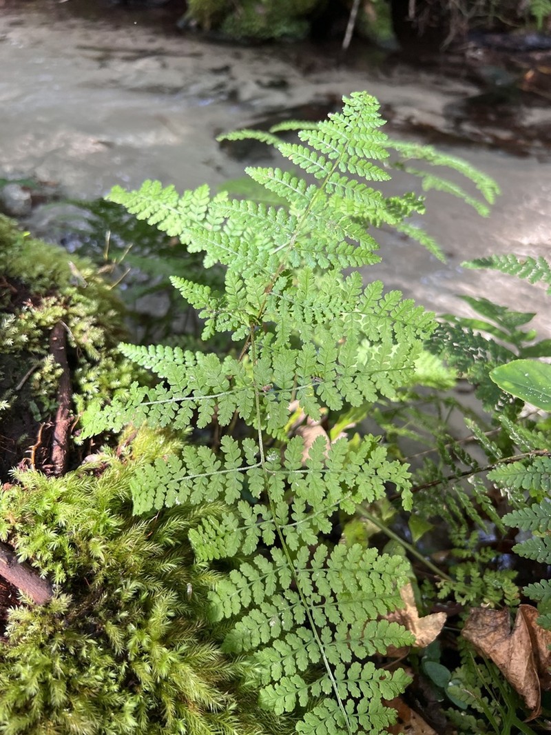 Hypolepis barringtonii