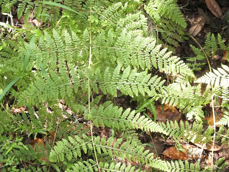 Hypolepis barringtonii photo 2