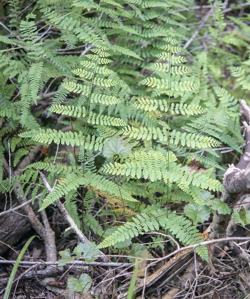 Hypolepis barringtonii photo 4