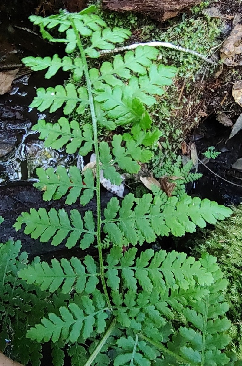 Hypolepis barringtonii photo 5