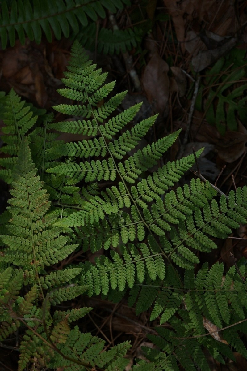 Hypolepis barringtonii photo 6