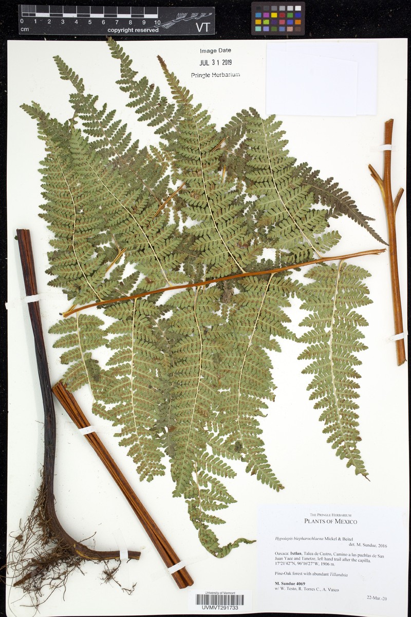 Hypolepis blepharochlaena photo 2
