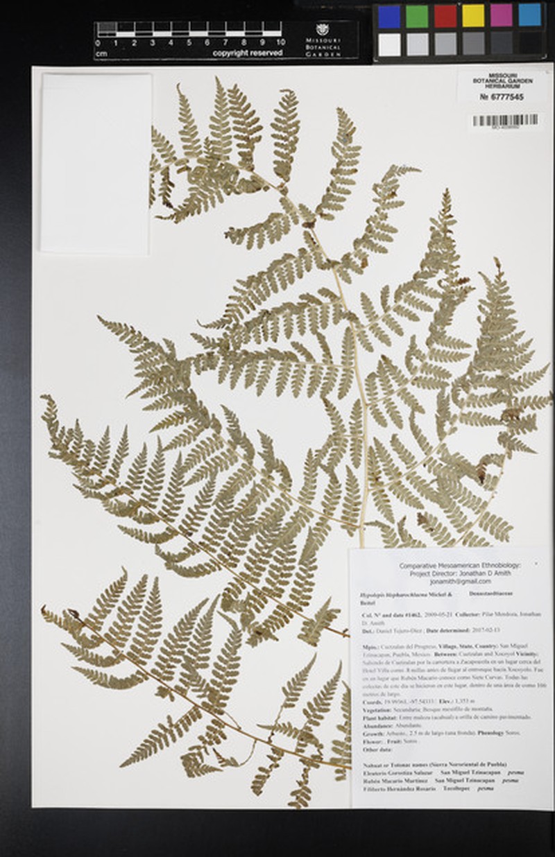 Hypolepis blepharochlaena photo 3