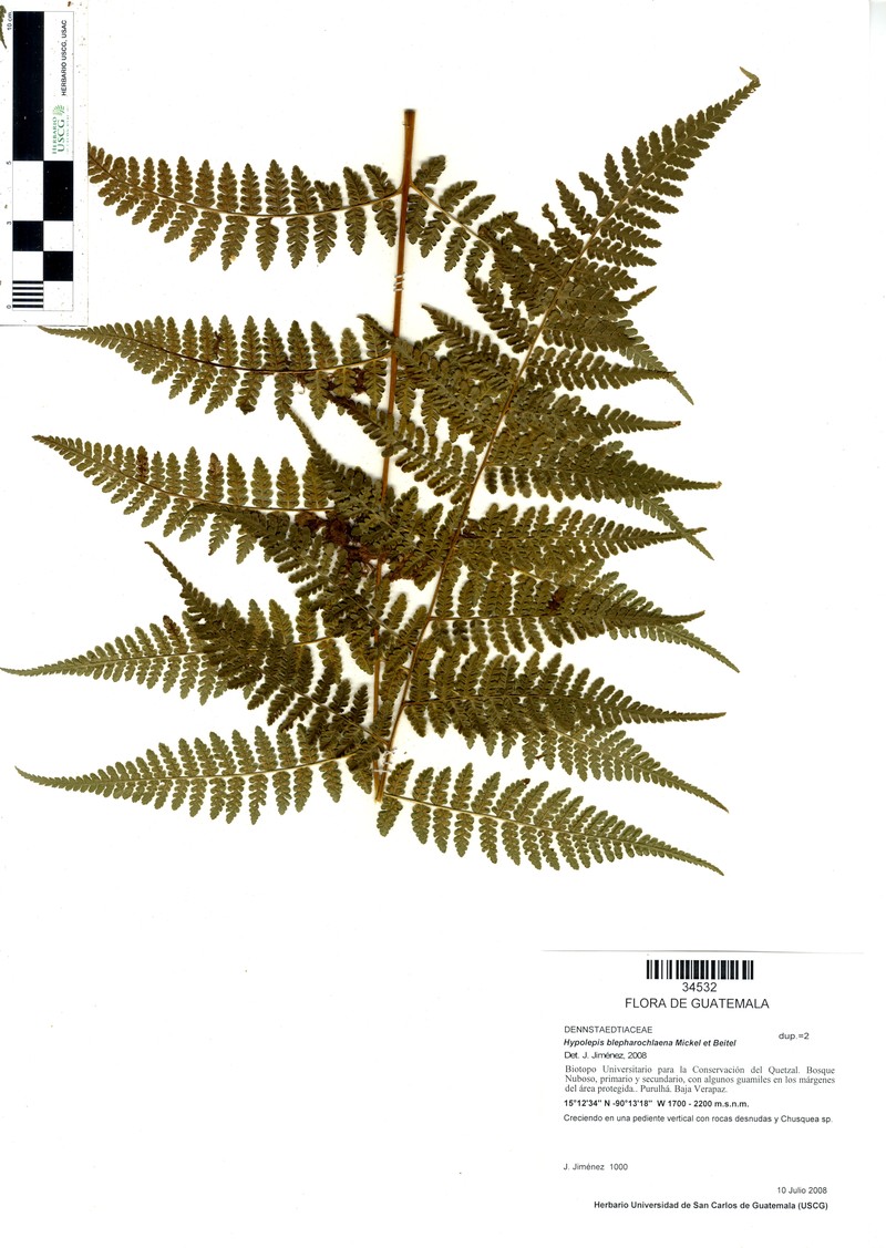 Hypolepis blepharochlaena photo 4