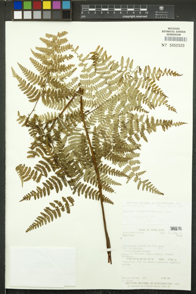 Hypolepis blepharochlaena photo 5