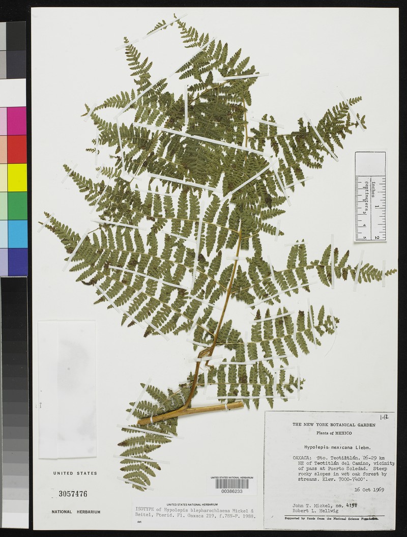 Hypolepis blepharochlaena