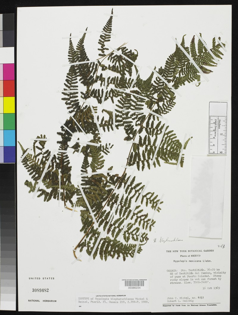 Hypolepis blepharochlaena photo 6